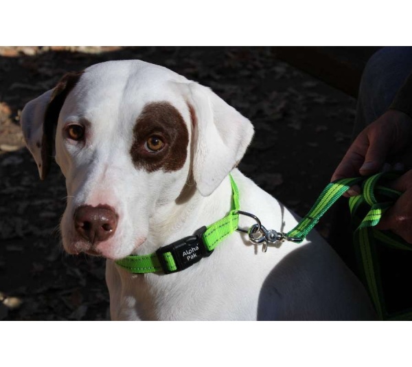 Kiwi Green Flat  - Appalachian Kiwi Green Flat Dog Leash - Small 5/8in. wide by 6ft. long