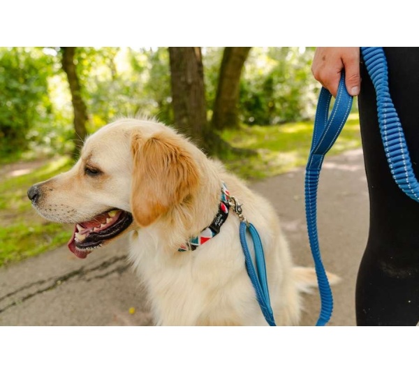 Cascades Metallic Blue Stretchable Runner Dog Leash - 6 to 10 feet when stretched.