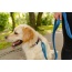 Cascades Metallic Blue Stretchable Runner Dog Leash - 6 to 10 feet when stretched.
