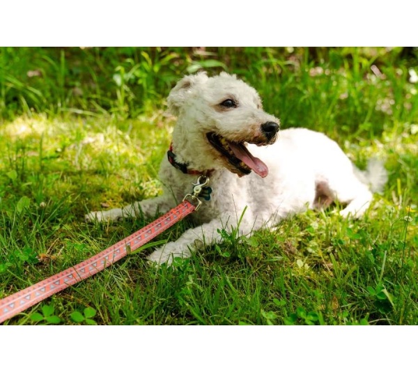 Natchez Pattern Flat Dog Leash - Medium 3/4in. wide by 6ft. long