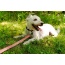 Natchez Pattern Flat Dog Leash - Medium 3/4in. wide by 6ft. long
