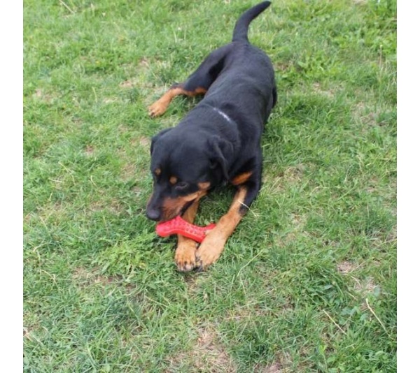 Arlo's Favorite Rubber Bone