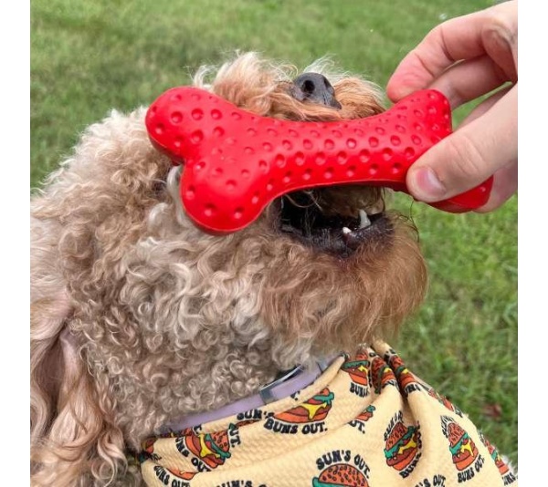 Arlo's Favorite Rubber Bone