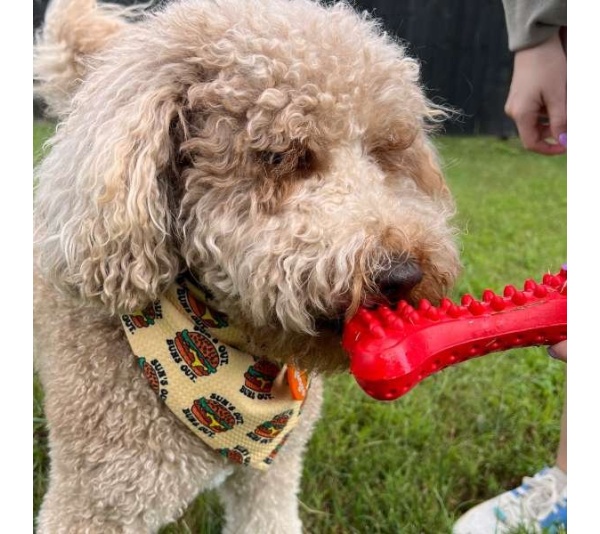 Arlo's Favorite Rubber Bone