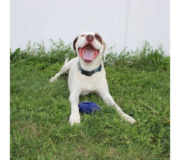Chewie Squeak Rubber Football