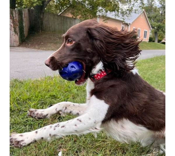 Chewie Squeak Rubber Football