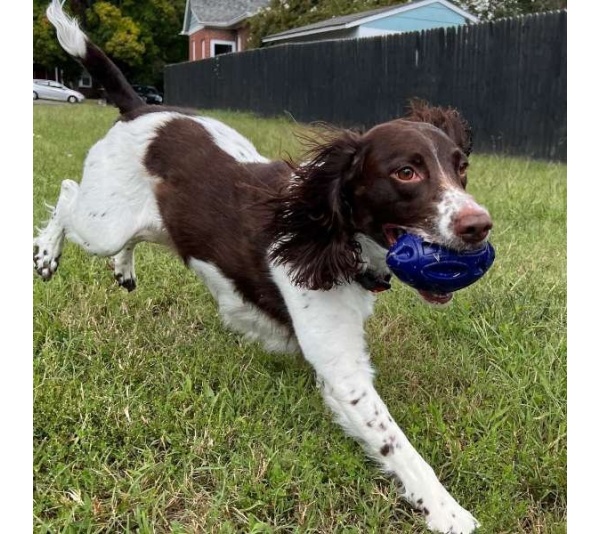 Chewie Squeak Rubber Football