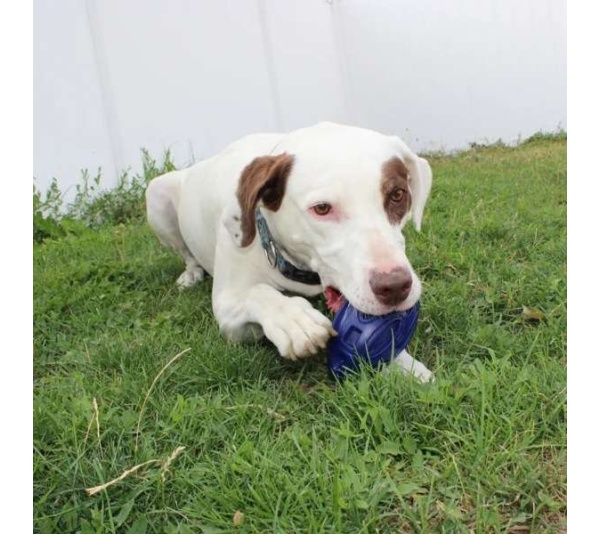 Chewie Squeak Rubber Football