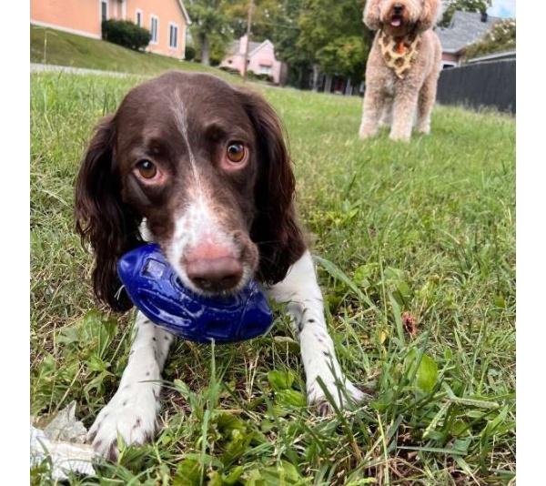Chewie Squeak Rubber Football