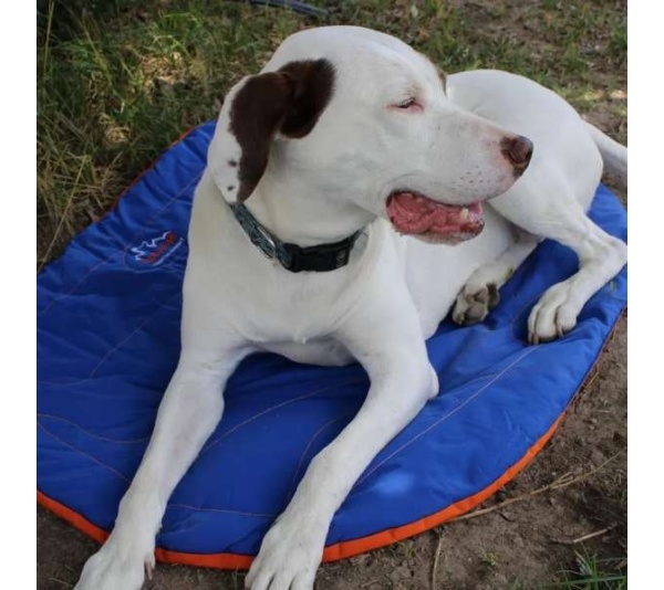 Eclipse Blue Compressible Waterproof Dog Sleeping Mat - Eclipse Blue Sleeping Mat