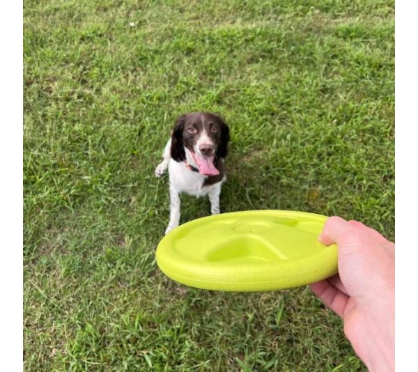 Harley Flyer Frisbee