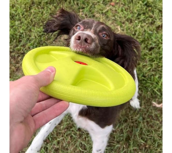 Harley Flyer Frisbee
