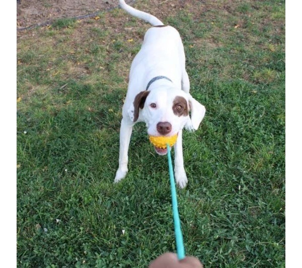 Mako Treat n Chew Rope Toy