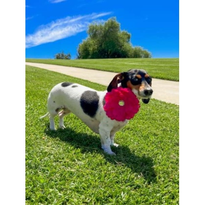 Black - FL2002 | Daisy Flower Dog/ Cat Bow on Velcro Collar Attachment|Pets Ribbons