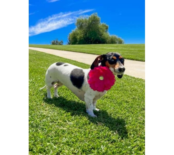 Black - FL2002 | Daisy Flower Dog/ Cat Bow on Velcro Collar Attachment|Pets Ribbons