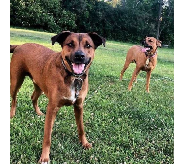 Double Dog Run Tangle-free Two Dog Tie Out Stake - Heavy-Duty Tie Out Stake - 1200lbs