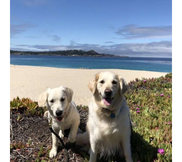 Caramel - Carmel Ceramica Dog Food/Water Bowl - Small