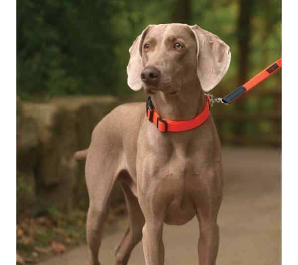 Orange - Boss Regular Leash - 3/4" x 6'