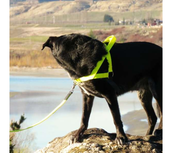 Red - Freedom Harness - Small to 25 lbs.