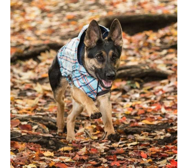 Navy - GF Pet Reversible ElastoFit Raincoat  - XS