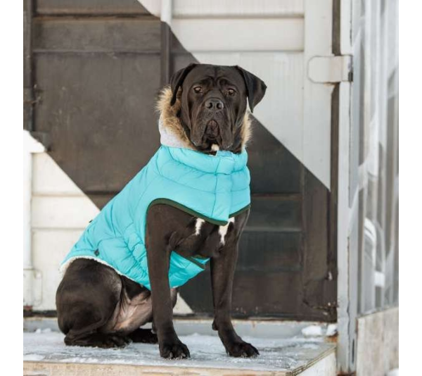 Aqua - GF Pet  Winter Sailor Parka  - XS