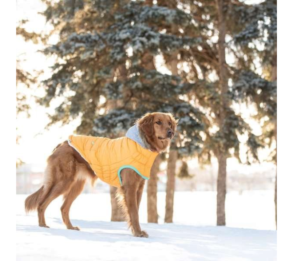 Yellow - GF Pet  Winter Sailor Parka  - XL